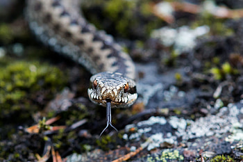 Snake, animal, hiss, reptile HD wallpaper