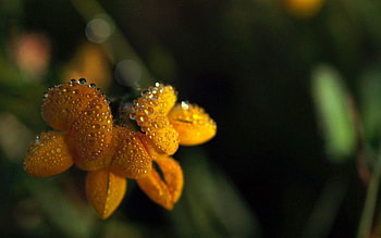 Grass, Drops, Flower, Macro, Shadow HD wallpaper
