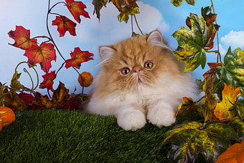 A cute little kitten, Leaves, Cat, Fluffy, Look, Kitten HD wallpaper