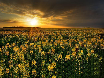 Canola Field, canola, sky, sun, field HD wallpaper