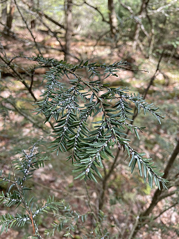 Northeast's hemlock trees, Conservation efforts, Tiny fly's impact, Saving an ecosystem HD phone wallpaper