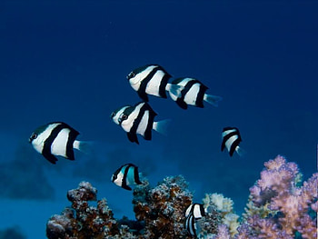 Swimming Along, blue, white, coral, black, fish, water, ocean HD wallpaper