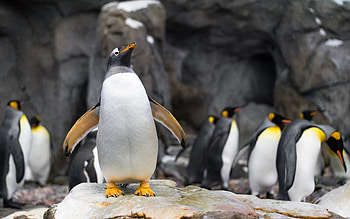 Penguins, animal, bird, flightless HD wallpaper