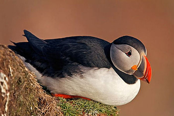 Cute Bird, cute, beautiful, bird HD wallpaper