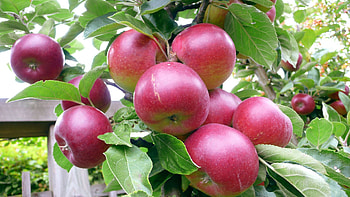 Food, Background, Leaves, Apples, Branch HD wallpaper