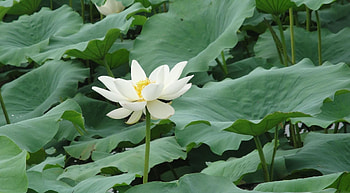 Flowers, Leaves, Lotus, Greens, Snow White, Snow-White HD wallpaper