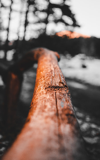 Macro, Wood, Tree, Branch HD phone wallpaper