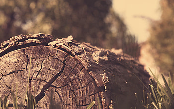 Shine, Light, Miscellanea, Miscellaneous, Bark, Stump, Penek, Log HD wallpaper