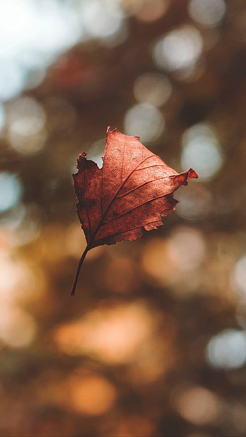 fall, bokeh, nature, leaf HD phone wallpaper