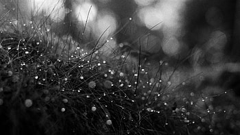 Black And White Of Grass Dew Drops Macro Bokeh graphy graphy HD wallpaper