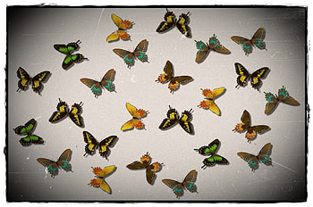 Butterflies, , wings, butterfly HD wallpaper