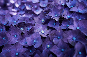 Hydrangea Violet Flowers, hydrangea, flowers, violet HD wallpaper