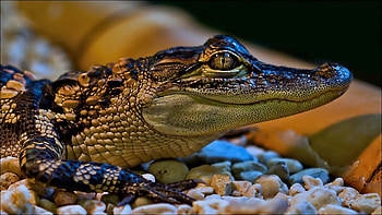 Animals, Stones, Muzzle, Spotty, Spotted, Color, Small, Crocodile HD wallpaper
