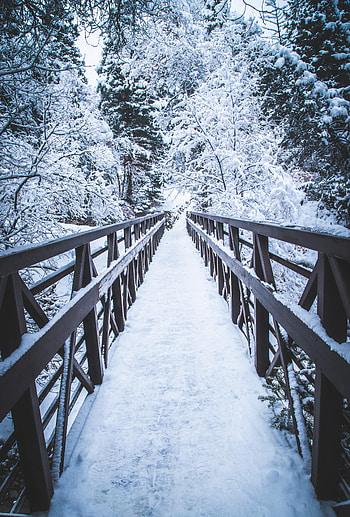 Winter, Nature, Trees, Snow, Bridge HD phone wallpaper