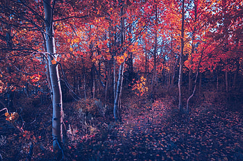 Fall Of Autumn Trees, autumn, trees, nature HD wallpaper