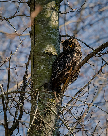 Animals, Owl, Bird, Wood, Tree, Sight, Opinion HD phone wallpaper