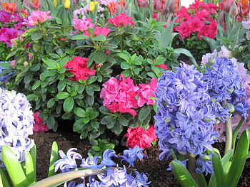 Scents of Spring 27, garden, grapy, pink, green, yellow, red, Flowers, Hyacinths, Blue HD wallpaper