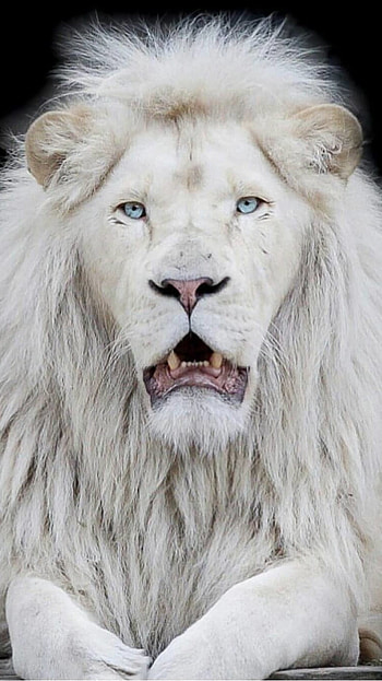 White Lion, Asian Animal HD phone wallpaper