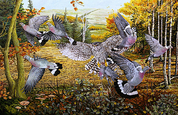 Hawk attack on wood pigeon, birds, hawk, attack, nature, pigeon HD wallpaper