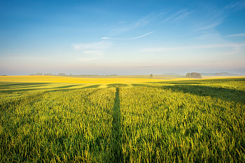 Green farm, landscape, sky HD wallpaper