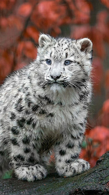 Baby snow leopard, Snow leopard backgrounds HD phone wallpaper