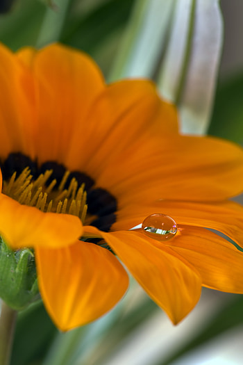 Flowers, Water, Flower, Macro, Petals, Drop HD phone wallpaper