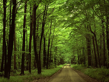 Landscape, Trees, Roads HD wallpaper