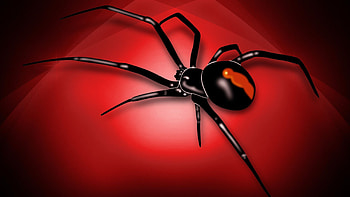 Spider, Black widow spider, Striking , Deadly elegance HD wallpaper