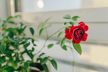 Flowers, Flower, Rose Flower, Rose, Decorative HD wallpaper