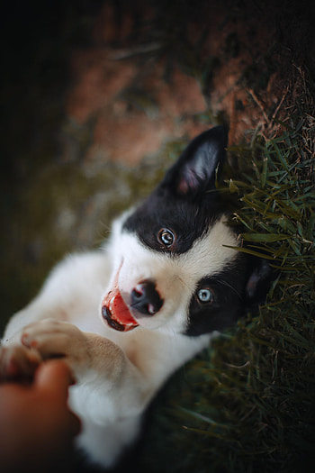 Animals, Dog, Nice, Sweetheart, Puppy HD phone wallpaper