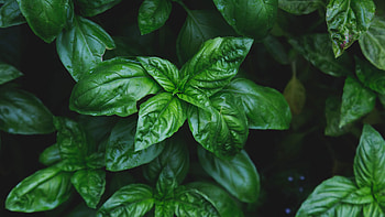 Basil de mn, Unique spice, Exquisite flavor, Culinary masterpiece HD wallpaper