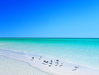 Birds on Beach, on beach, cool, bird HD wallpaper