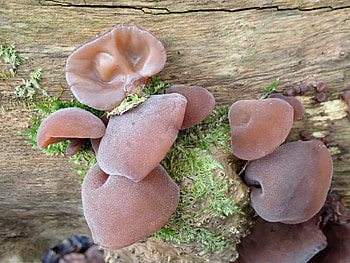 Jelly ear mushrooms, Auricularia auricula judae, Inaturalist NZ, Food HD wallpaper