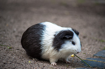 Animals, Spotted, Spotty, Guinea Pig, Rodent HD wallpaper