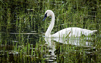Animals, Water, Beak, Swan, Pond, Basin HD wallpaper