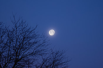 Night, Moon, Dark, Wood, Tree HD wallpaper
