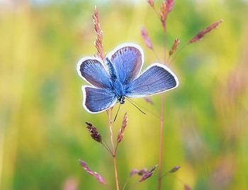 Blue butterfly, exotic HD wallpaper