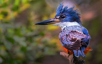 Kingfisher, blue, bird, pasare, cute HD wallpaper