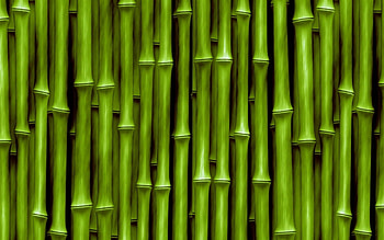 green bamboo, background with bamboo, green bamboo background, bamboo texture, bamboo grove HD wallpaper