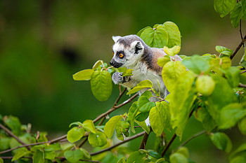Animals, Branches, Lemur, Sits, Is Sitting, Curious HD wallpaper