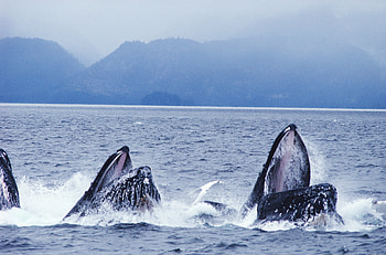 Taking a Breath, breathing, emerging, whales, mountains, water, open mouth HD wallpaper