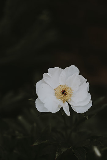 Flowers, Flower, Blur, Smooth, Close-Up, Pion, Peony HD phone wallpaper