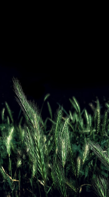 Nature, Grass, Night, Field, Ears, Spikes HD phone wallpaper