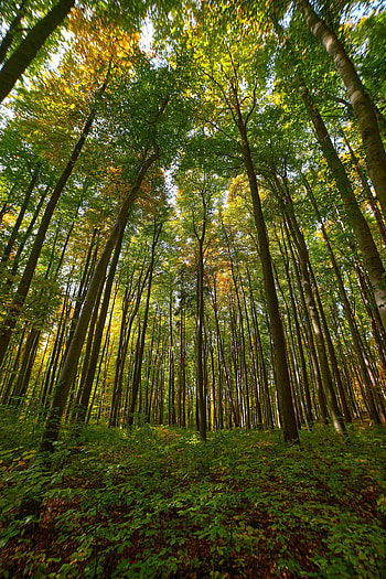Nature, Trees, Bush, Forest, Bottom View HD phone wallpaper