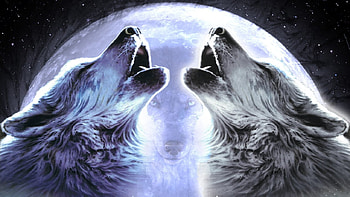 RULERS OF THE NIGHT, night, wolves, moon, animals, sky, stars HD wallpaper