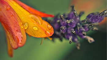 Flower, Macro, Petals, Drop, Shades HD wallpaper