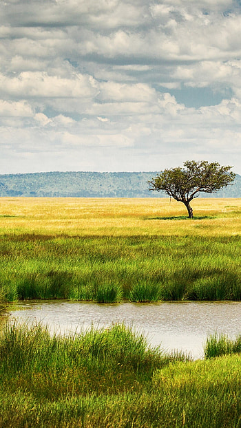 Serengeti National Park, Lake landscapes, Tanzania Windows spotlight, Tranquil scenery HD phone wallpaper