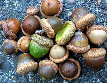 Acorn, gland, automne, autumn, nature, toamna, otono, bellota HD wallpaper