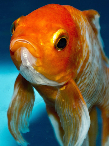 Goldfish, , High-definition, Aquatic beauty HD phone wallpaper