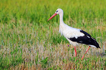 White stork, Striking background, High-definition HD wallpaper